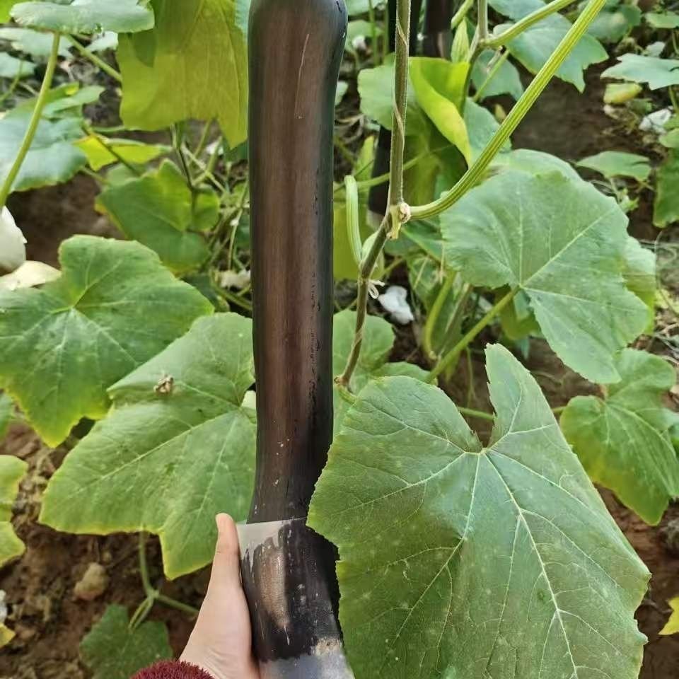 5斤新鲜青南瓜长南瓜新鲜蔬菜农产品有机肥炒菜炖南瓜鸡绿皮南瓜