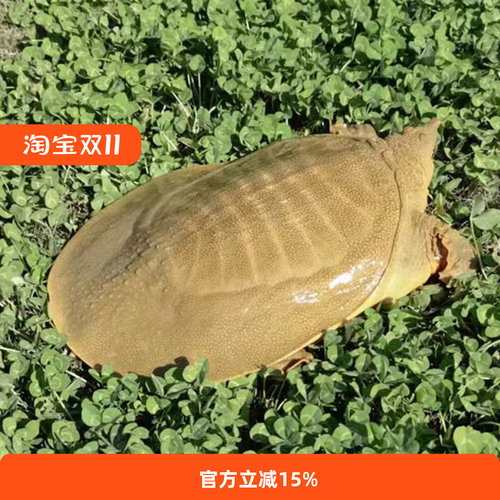 1-7斤野外放养生态甲鱼老鳖