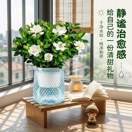 【带花苞即将开花】浓香重瓣栀子花水培盆栽室内阳台新手好养绿植