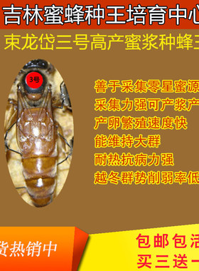 束龙岱三号蜜浆型蜂王种王自然交尾纯种产卵王意蜂蜜蜂活体包邮