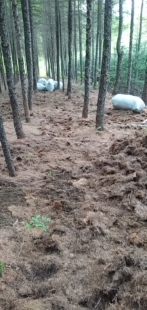 天然腐熟落叶松松针发酵松针腐熟松针腐叶土