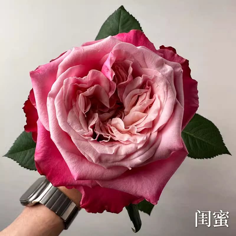 味景新品玫瑰闺蜜高杯