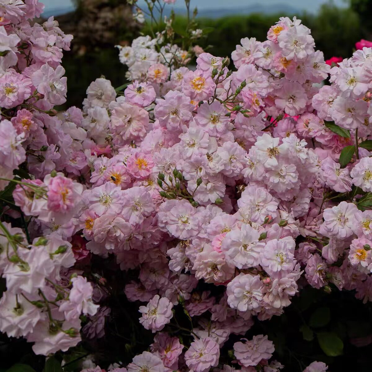 呼吸香水  藤本植物浓香庭院地栽开花机器夏天表现也出色花量巨大