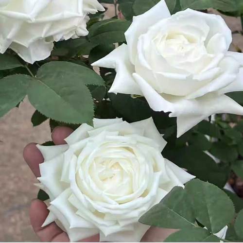 【保罗三世】月季 保罗二世芽变灌木大花强香 直立勤花 抗病耐开