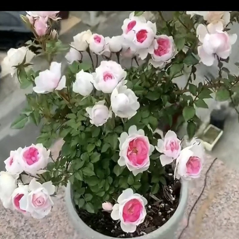 微型月季玛丽小苗超级微月