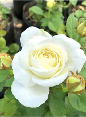 大花浓香月季扦插花苗伊芙婚礼之路纯白色玫瑰盆栽阳台观花植物