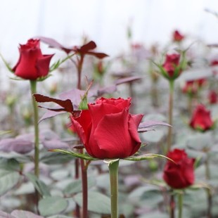 新品高原红切花玫瑰月季扦插花苗庭院阳台绿植蔷薇多季盆栽花苗