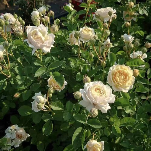 新品 千花琉璃 月季花苗 灌木重瓣多头勤花中香月季 庭院阳台盆栽