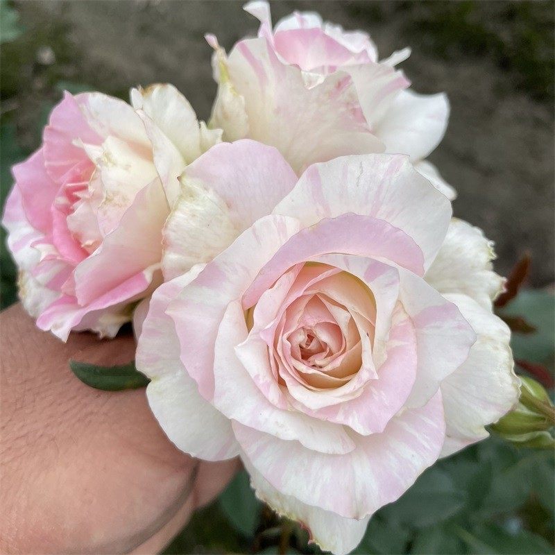 【法式千层酥】河本纯子阳台紧凑粉嫩色丰花浓香月季盆栽,鲜花速递/花卉仿真/绿植园艺,月季/蔷薇/玫瑰,淘宝优惠券,粉丝福利购,淘宝优惠卷