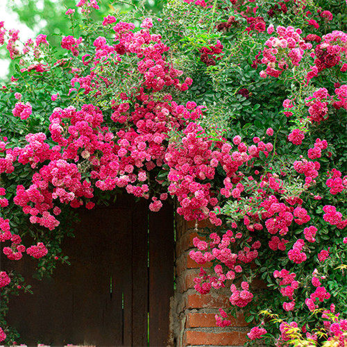 梅郎珍珠爬藤藤本月季扦插花苗蔷薇庭院爬墙攀援植物