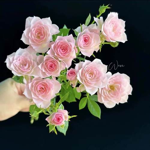 天荷芽变 【完美甜蜜】 月季 苗 微月 淡香 丰花 多季节重复开花