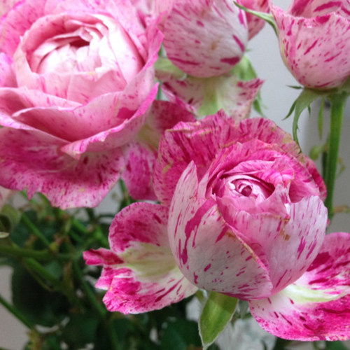 味景季肥扦切月粉雪玫瑰