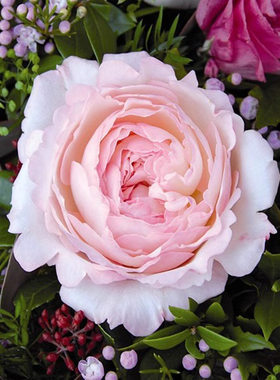 凯拉 奥斯汀切花玫瑰 月季花苗 白色粉边颜色因日照变化带土发货