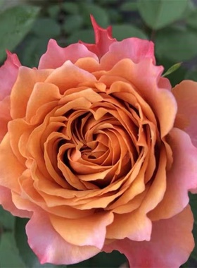 我爱你 橙色切花 灌木月季 浓香 盆栽 植物 多季节开花 扦插苗