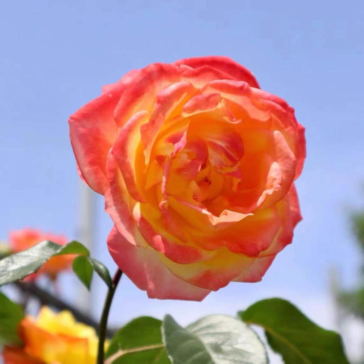 阳台月季花苗盆栽苹果运气多头