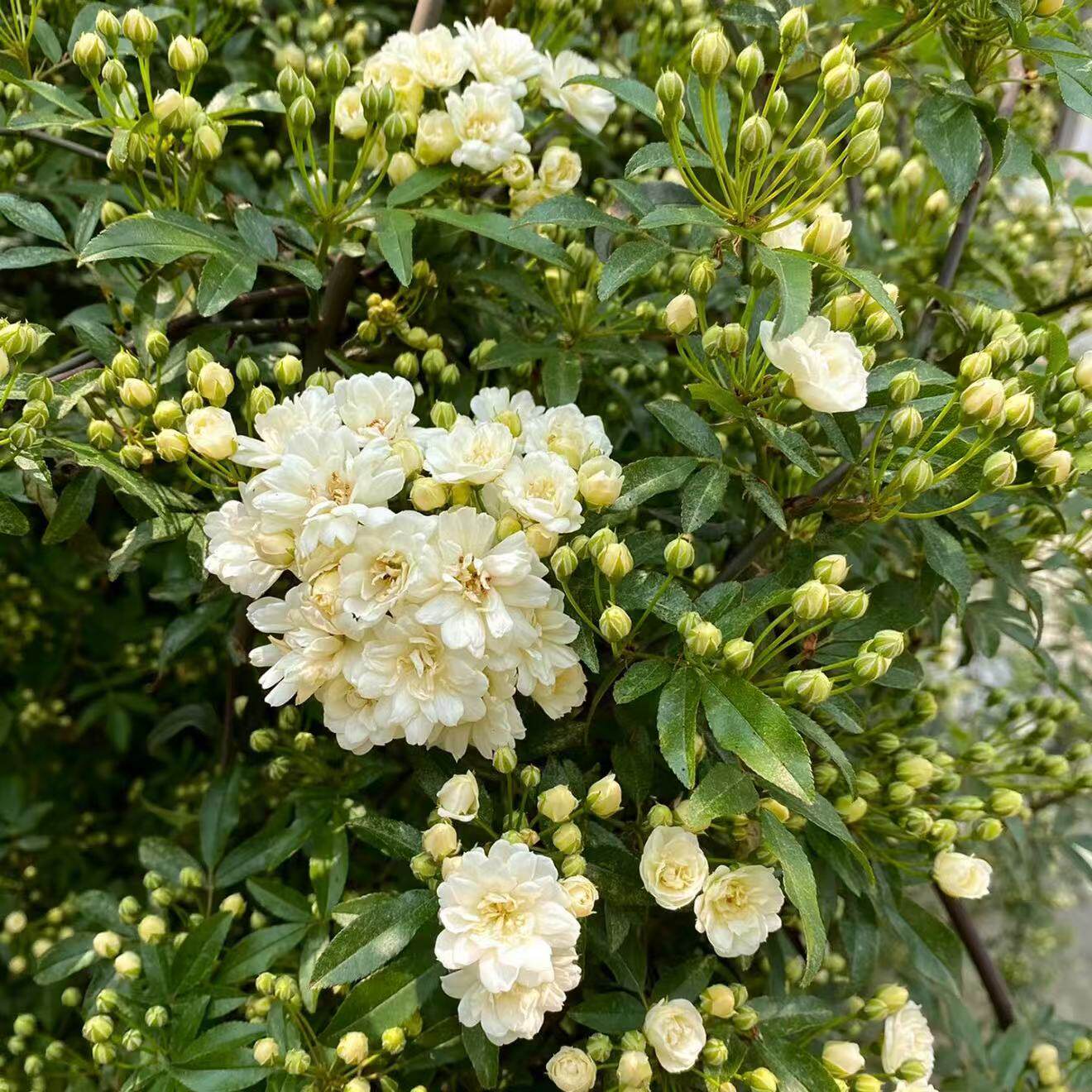 白木香 爬藤植物花卉重瓣木香树苗蔷薇阳台庭院地栽盆栽耐寒耐热