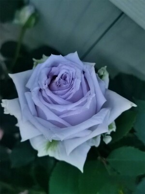 蓝色格劳恩蓝紫色月季扦插