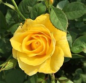 大花朵浓香四季 金凤凰 月季 玫瑰花盆栽阳台花卉扦插花苗玫瑰