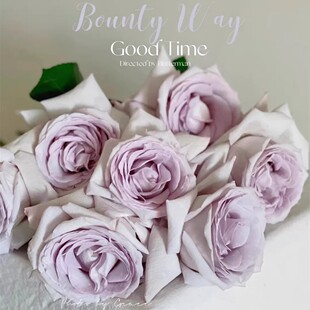 赏金之路/紫色布蒂 厄瓜多尔玫瑰 大花切花月季开花卉盆栽