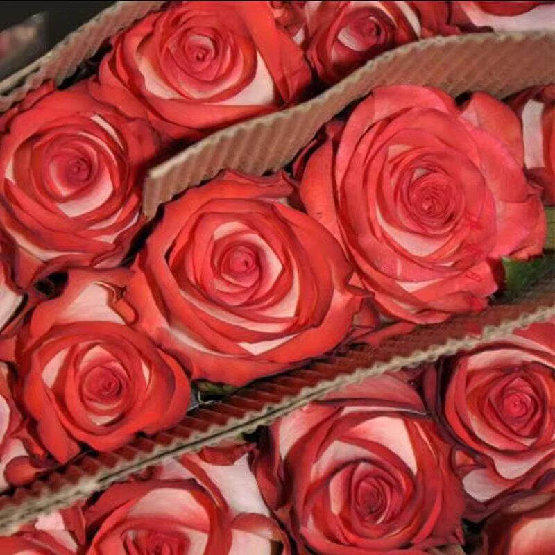 肯尼亚玫瑰新品切花胭脂扣月季花苗复古阳台庭院盆栽四季开花植物