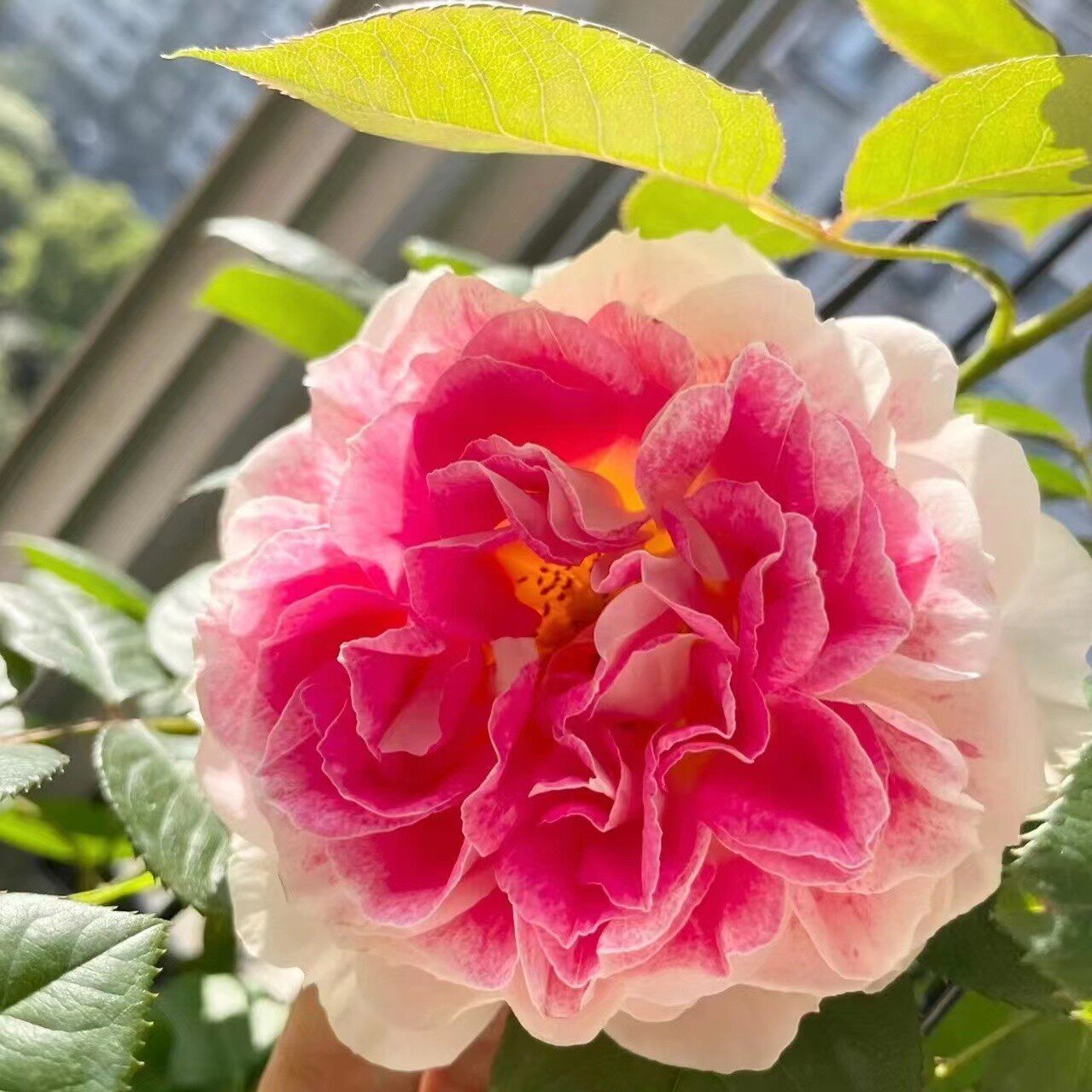 新品假日岛芍药根西灌木