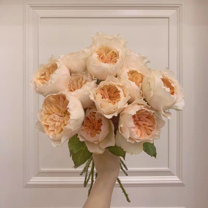 艾菲月季 大花 奥斯汀玫瑰花苗盆栽月季切花 灌木 淡香 扦插小苗,鲜花速递/花卉仿真/绿植园艺,月季/蔷薇/玫瑰,淘宝优惠券,粉丝福利购,淘宝优惠卷