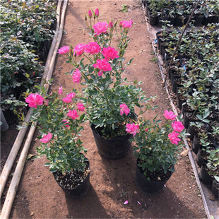 天荷繁星扦插月季微月多头月季室内盆栽花卉开花新手好养