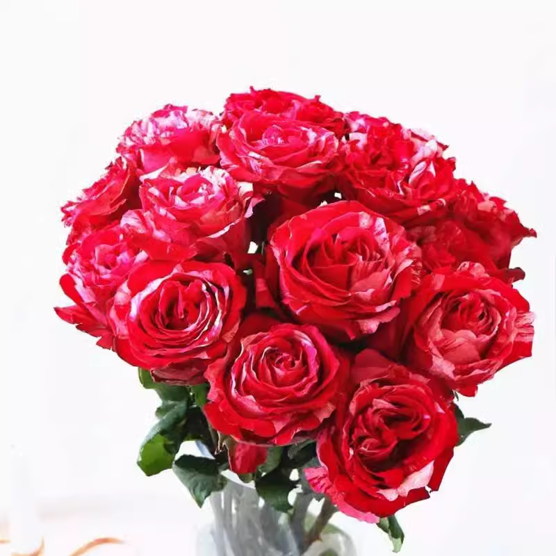 幸运女神新品月季灌木大花庭院阳台盆栽四季开花切花玫瑰,鲜花速递/花卉仿真/绿植园艺,月季/蔷薇/玫瑰,淘宝优惠券,粉丝福利购,淘宝优惠卷