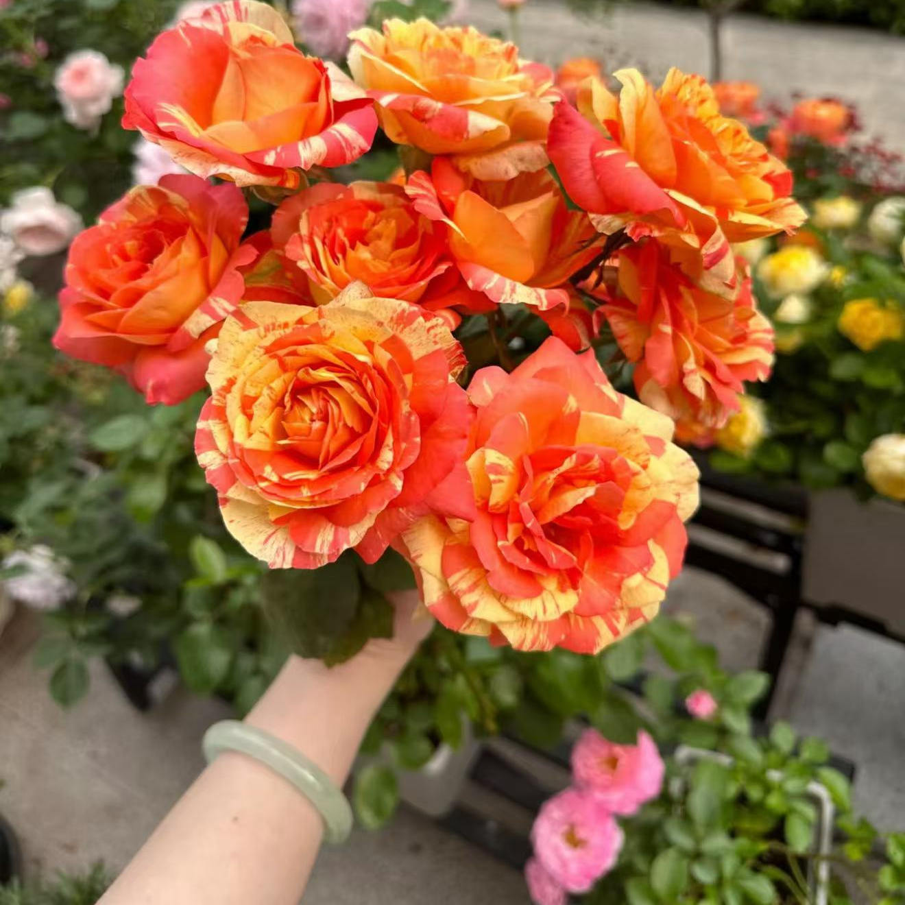 新品热带晚霞条纹复古月季大花绿植物庭院阳台盆栽月季花苗