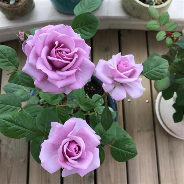 水星王阳台月季盆栽花苗阳台