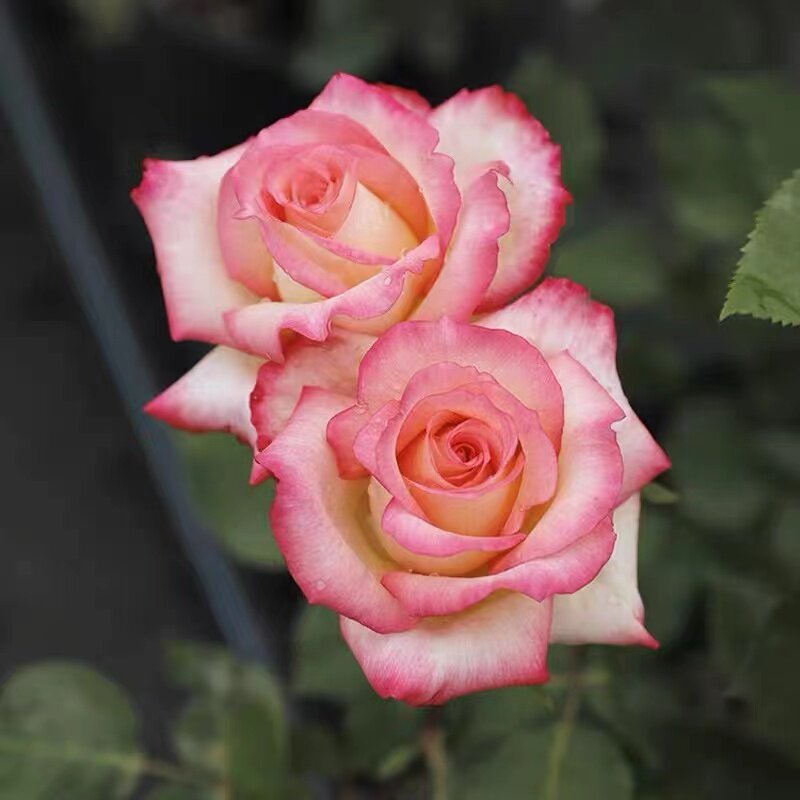 绝代双骄 双色月季花苗 大花直立性好大花浓香阳台庭院花卉绿植