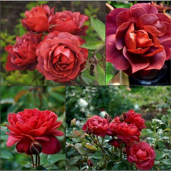 火热巧克力灌木月季扦插花苗