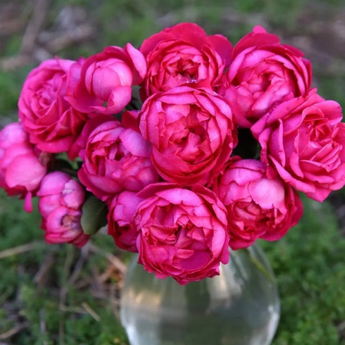 伊芙系列月季胭脂香水