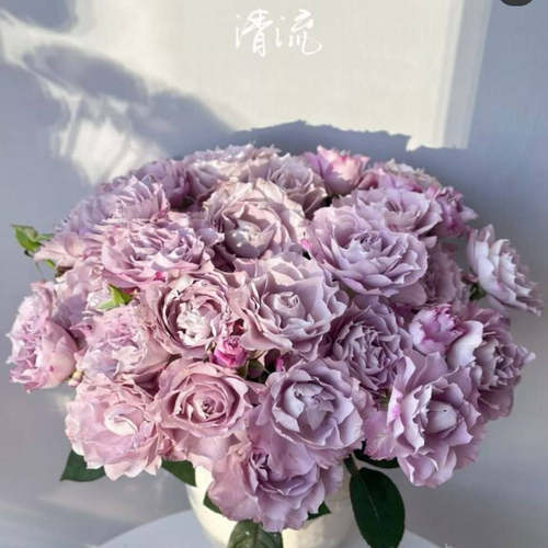 清流月季花大苗盆栽灌木浅紫色多季开庭院露台花园植物花卉抗病强