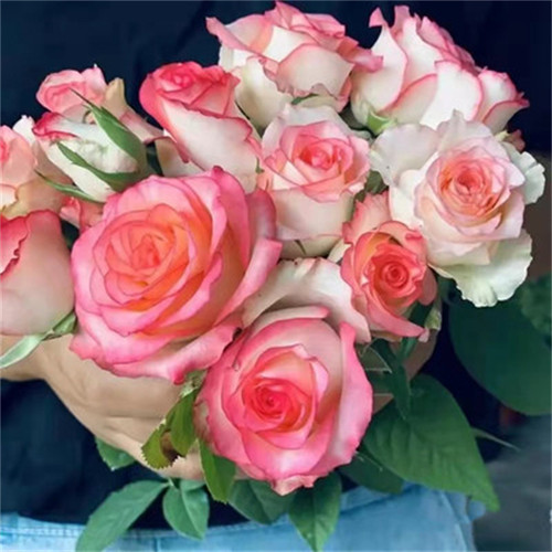 艾莎玫瑰苗大花月季花苗玫瑰