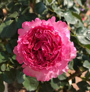 仙王座月季玫瑰小苗 多季开花勤花 重瓣 净化空气大花浓香勤花