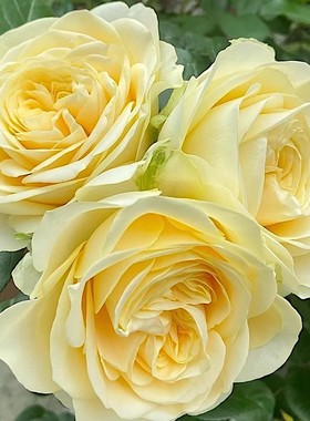 奶油杯 阳台盆栽月季庭院地栽耐寒耐旱抗病勤花切花玫瑰分枝性好