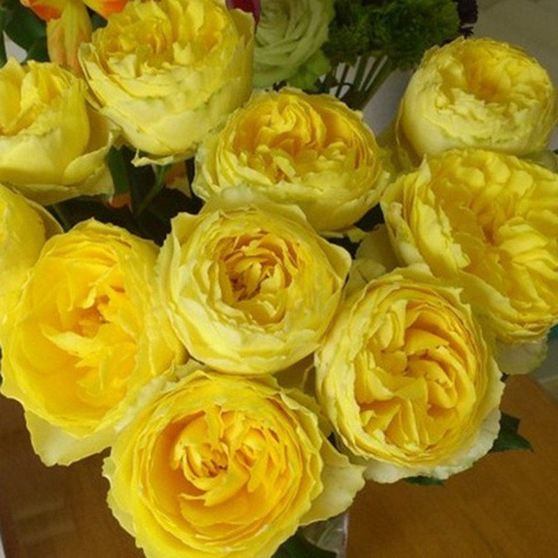 阳光笑容月季黄色大花耐热耐雨淋抗病强微香花期长阳台庭院盆栽苗,鲜花速递/花卉仿真/绿植园艺,月季/蔷薇/玫瑰,淘宝优惠券,粉丝福利购,淘宝优惠卷