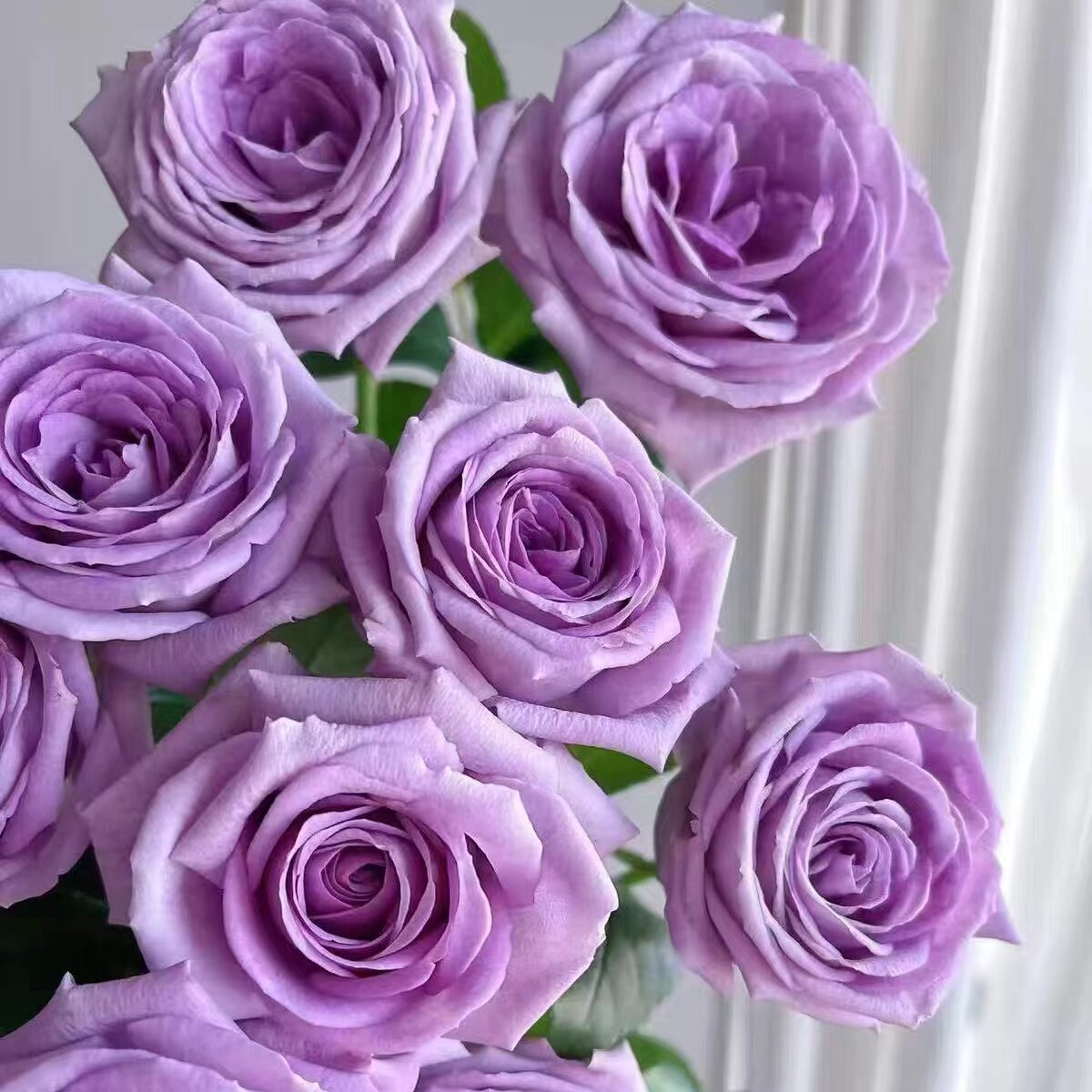 新品 紫罗兰骄傲/维奥莱特 月季花苗灌木大花浓香重瓣勤花月季