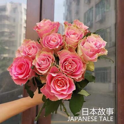 日本故事 日本超新品大花玫瑰苗盆栽切花月季