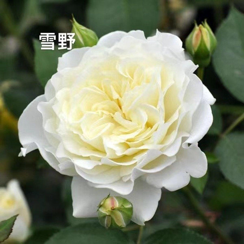 雪野一梦/奶油泡芙/踏雪