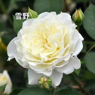 雪野一梦/奶油泡芙/踏雪 月季 小苗 日本灌木月季 浓香