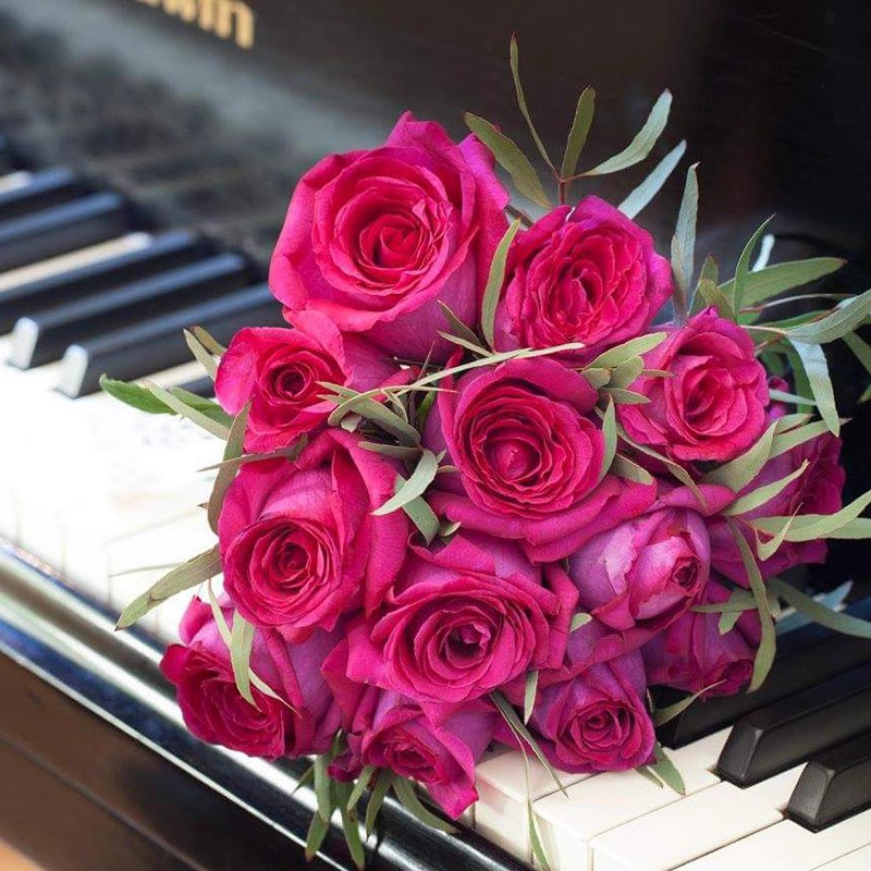 美人丽芙月季玫瑰多季浓香