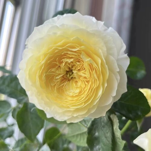 新品 浮光 月季花苗大花勤花重瓣 耐热 庭院 阳台 盆栽 花卉