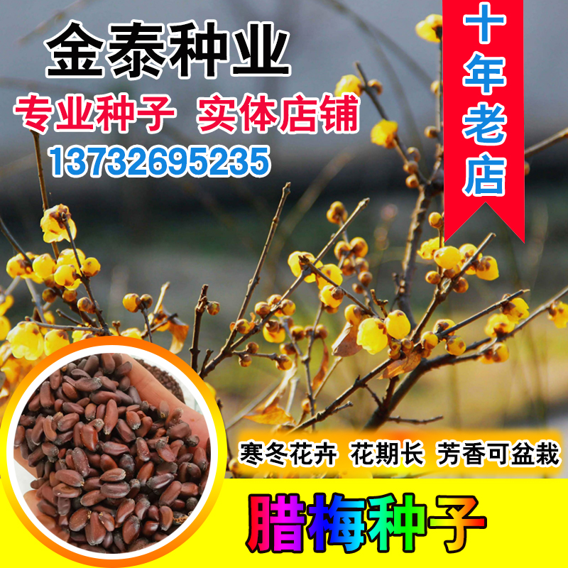 腊梅花种子价格 腊梅花种子图片 星期三 腊梅花种子价格 腊梅花种子图片 星期三