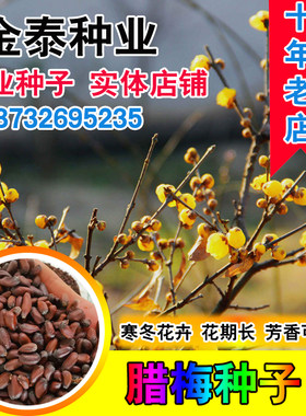 浓香型冬梅四季素心种子