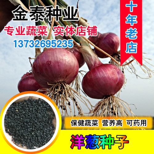 蔬菜红皮洋葱种子特大夏季秋季
