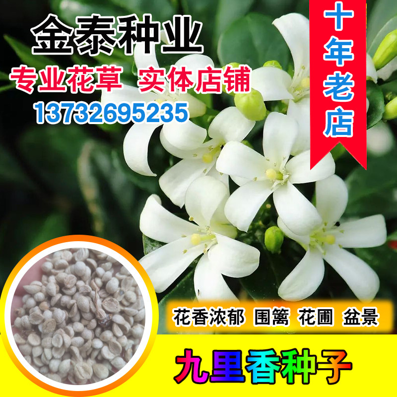 九里香种子芸香万里香过山香花圃宾馆点缀盆栽花香浓郁盆景千里香