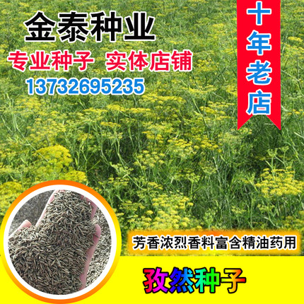 孜然种子 孜然粉 枯茗孜然芹新疆孜然 调味香料蔬菜种籽植物