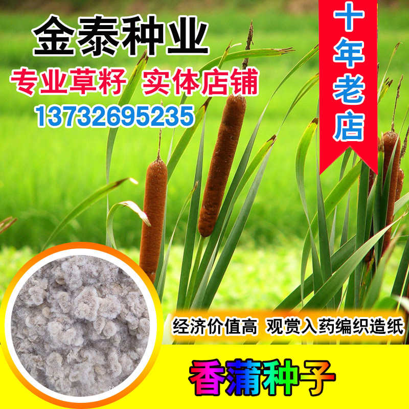 香蒲种子多年生宿根挺水型水生观赏花卉食用东方香蒲草蒲黄蒲苇籽
